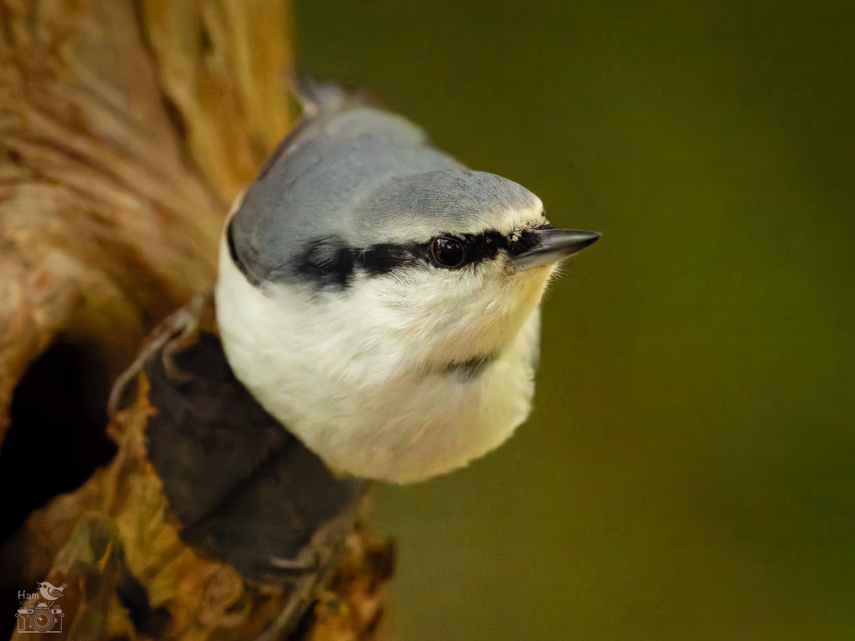 なんじゃこりゃ！すっごいパワーを感じる！不調が治った日に来た九眼風化天珠様！ なんじゃこりゃ！すっごいパワーを感じる！不調が治った日に来た九