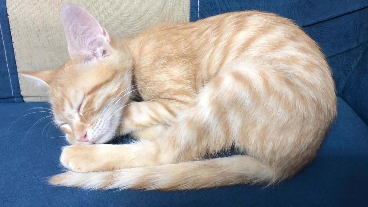Rose90_90's tweet photo. @digerkm Tam suanda uyuyoruz  😸 https://t.co/GH7JMuPasS