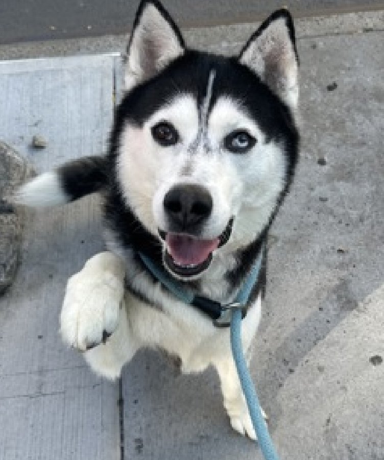 NMBewitched's tweet photo. Bitch pls
The Star of the #BackyardBarks video at #MACC
The adorable, #Husky Nanook is Kill Listed
He opens w/ a delightful photo paw up😍😇🐾
One wonders why on earth they would promote a dog that could be dead before Saturday?
Or perhaps, #NYCACC made a mistake?
Either way. Nanook is obviously a great dog deserving a wonderful home.
https://t.co/D5OvGgx7IV
#AdoptMe