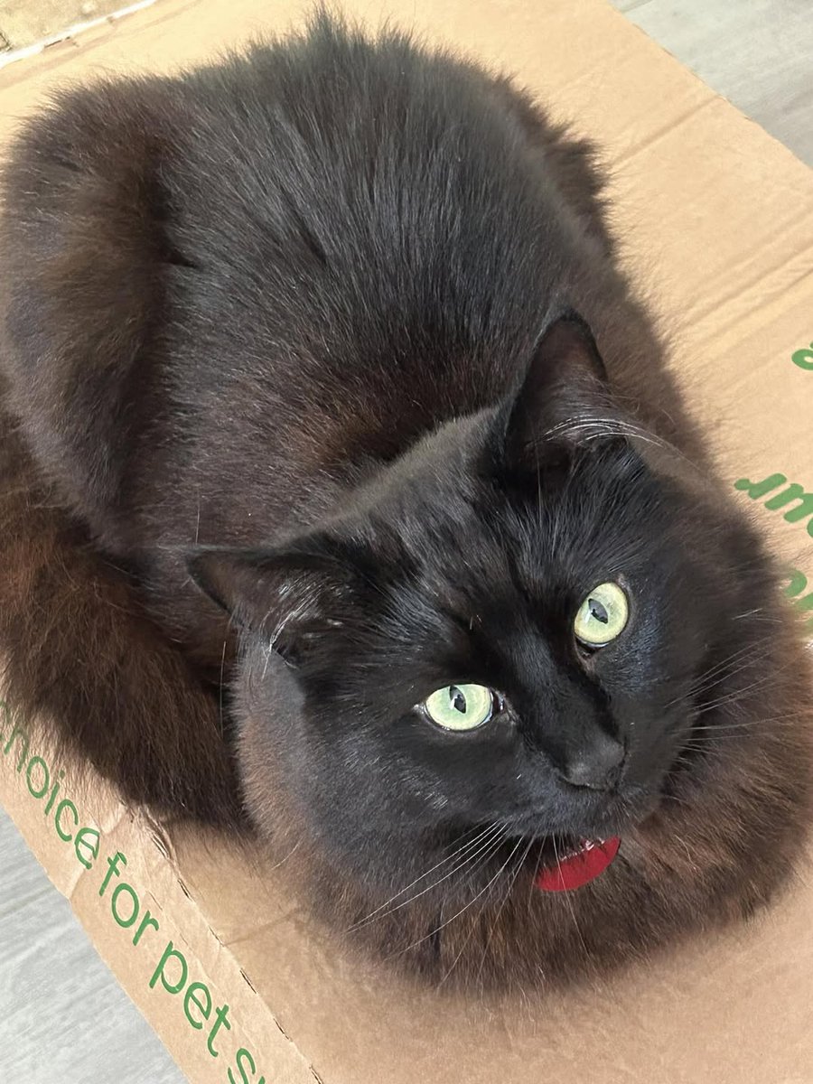 Wulfie  Viking Cat (@vonebowly) on Twitter photo 