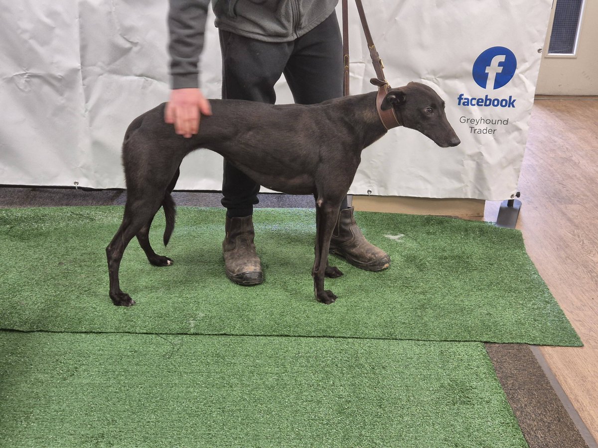 Lot 34 Rapido Spy SOLD at £4500 ONLINE