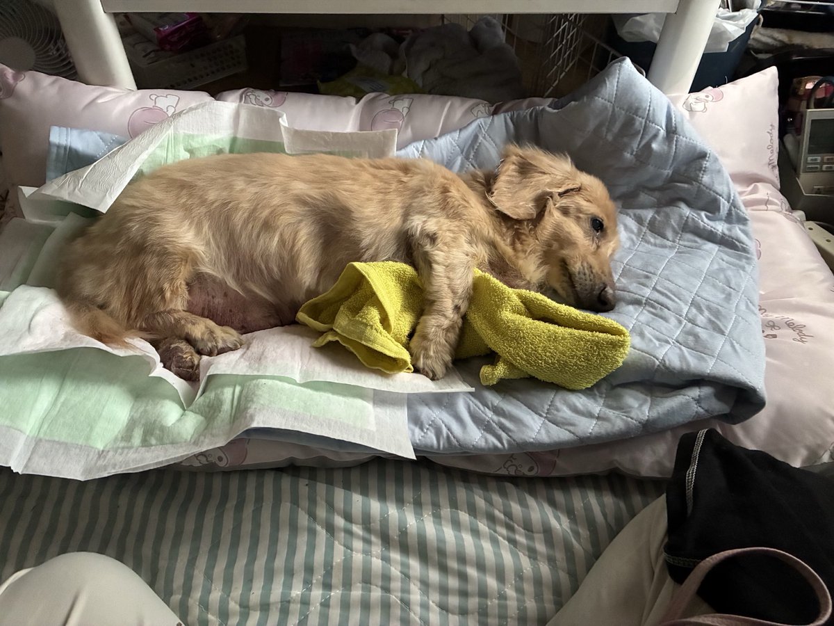 犬18歳10ヶ月🐶が今日、水も氷も食べず、ご飯も食べずと、母から仕事中に写真付きの連絡があり、もう次の場所にいくのかなって思い、せっかくならと、ケンタッキーを買って帰った。もう我慢せず好きなもん食べな、という気持ちで。あとこれなら食べてくれるかなという期待もあり。
そしたら↓
　#老犬