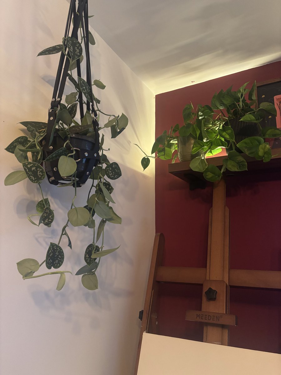 new plantsssssss propagating some too :3