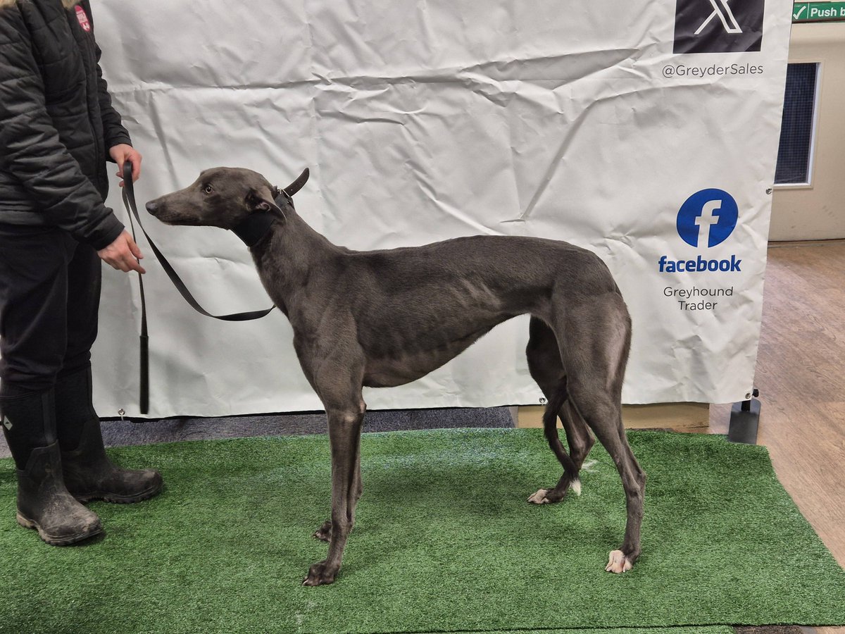 Lot 35 Canya Yesican SOLD at £1000 IN THE ROOM