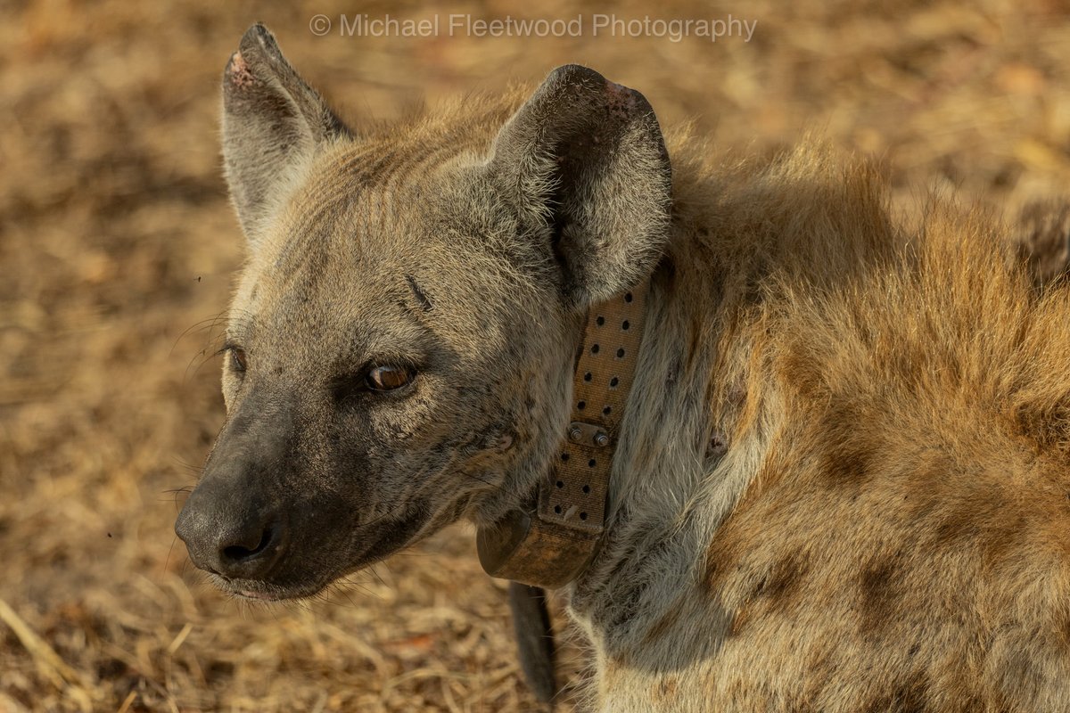 Michael Fleetwood tweet media