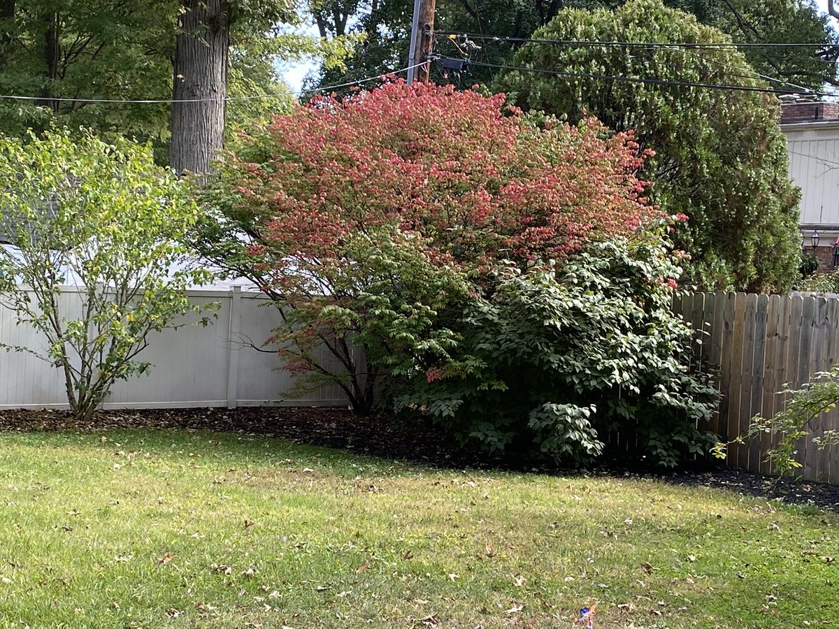 hamatuer's tweet photo. Burning Bush 2025. https://t.co/Wxv1AAj7y4