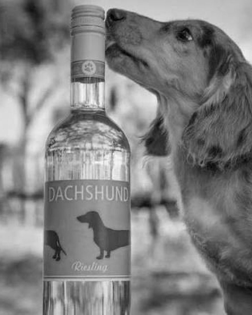 This week, the Gals are pairing Weiner (Dog) Crimes with Dachshund Wines! Brett and Debra Halby’s love for their rescued dachshunds is the inspiration behind Dachshund Wines. Visit halbymarketing.com/dachshund-wines to find where you can pick up a bottle and tune in TOMORROW for Ep442!