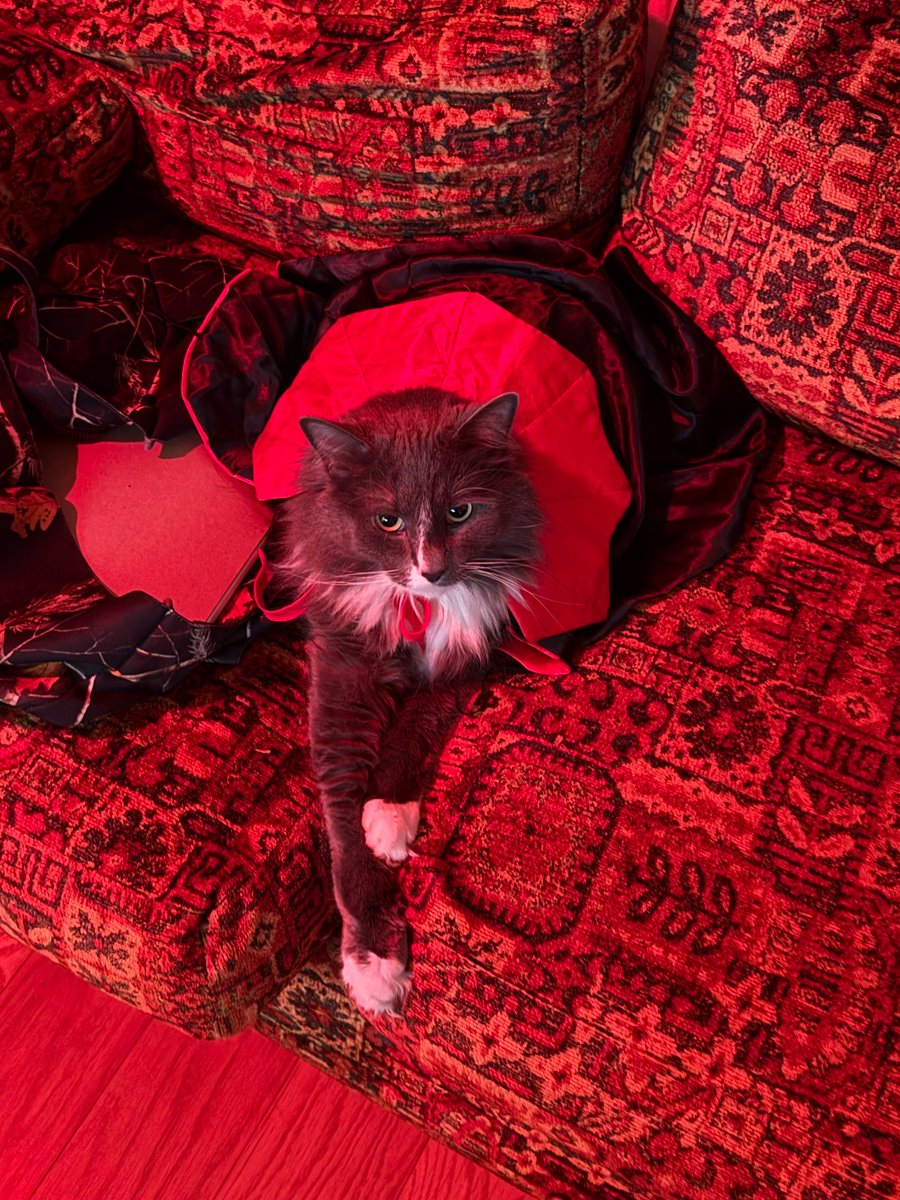 CINDSINS's tweet photo. My little Dracula https://t.co/WU3aJLBcqp