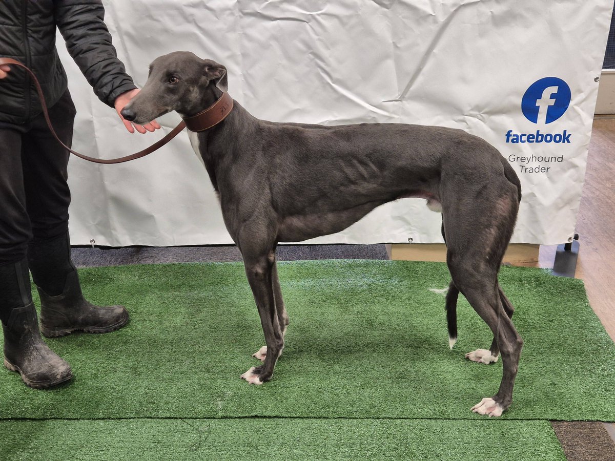 Lot 36 Stormy Bluey SOLD at £1800 IN THE ROOM
