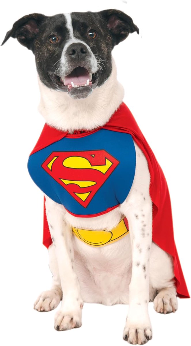 ComputerPal's tweet image. Check out this video Superman Pet Costume for For Dogs or Cats #dogs #cats #costume from ✅🎯📽️Computer Pal Videos 🎦🎯✅ geni.us/dp6wSN #amazonfinds via @Amazon
#Halloween2025 #dogsoftwitter #superhero #dccomics
