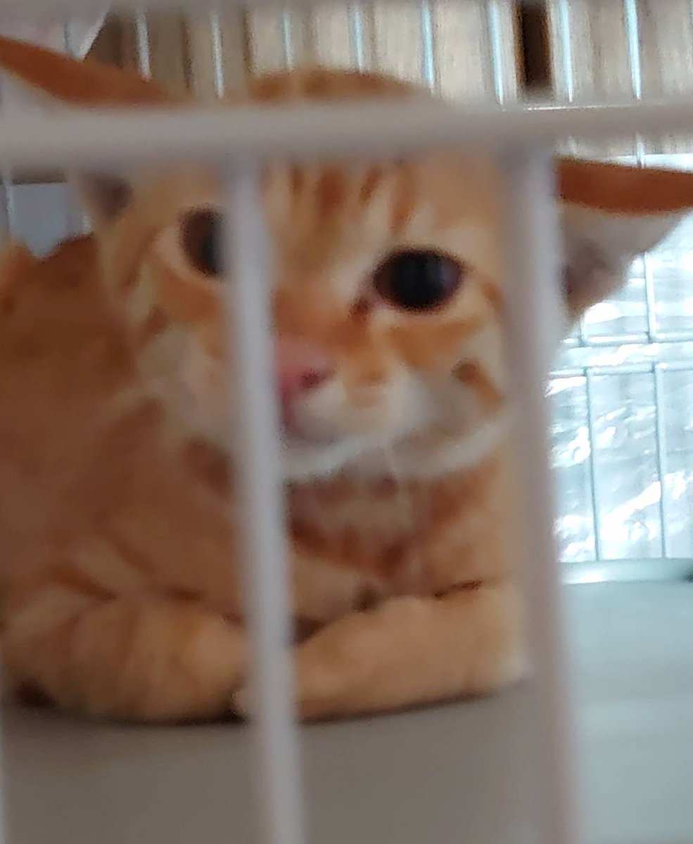 モアイ (@qmnAIx9yHG0nfOk) / Posts / X