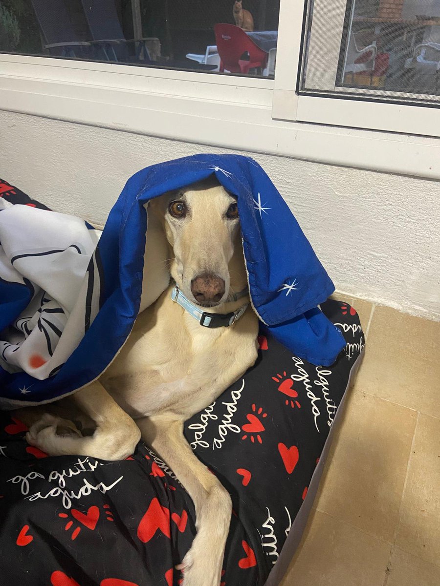 Hoy el fenómeno de la foto cumple 12 años. Es el mejor perro del mundo. 

Felicidades Peter! 🥖🌭🎉