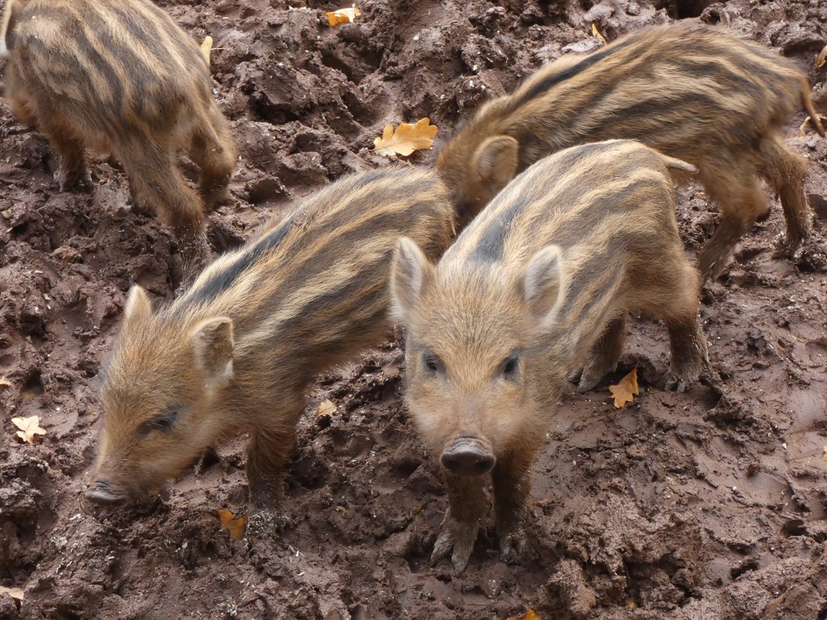 Eine Woche Urlaub und pünktlich zu Beginn, hat mich die Erkältung heim gesucht. Nützt nüscht, das Mädchen muss trotzdem an die frische Luft. Gestern hat das Wetter auch gepasst, also Schuhe an und raus.
