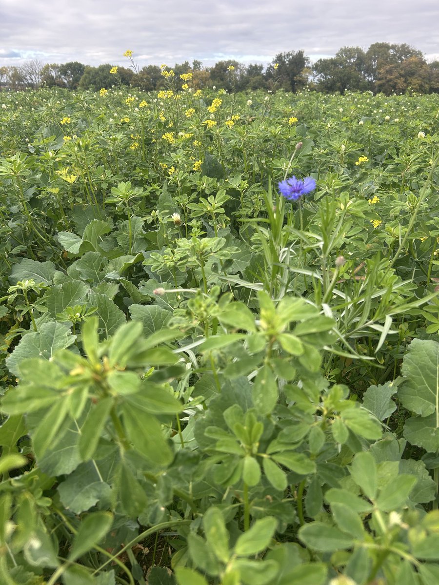 Entre Sauvignon et Colza : St Bris associe ses cultures aux légumineuses 
<a href="/terresinovia/">Terres Inovia</a> 
<a href="/VinsdeBourgogne/">Vins de Bourgogne</a>