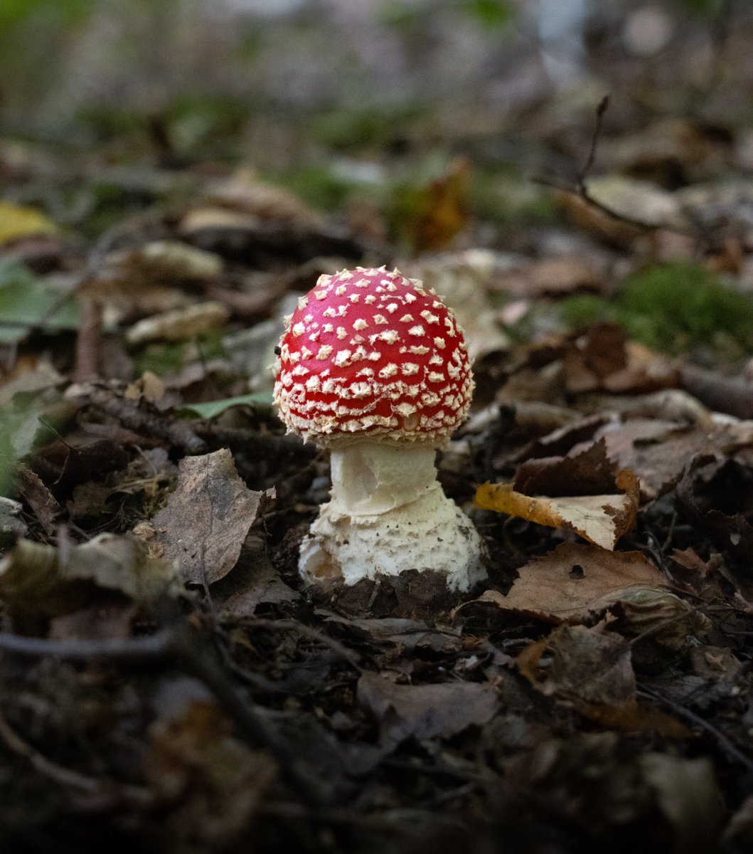 MacNevster's tweet photo. A great variety of fungi from the local forest today. #fungi #autumn #photography #fungifinds https://t.co/Gf6yHIwnMu