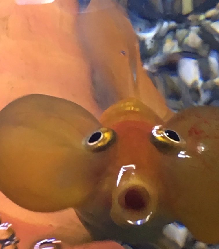 #金魚のお口かわいい選手権
ほの、霞（かすみん）、蓮華、ふたま（福）