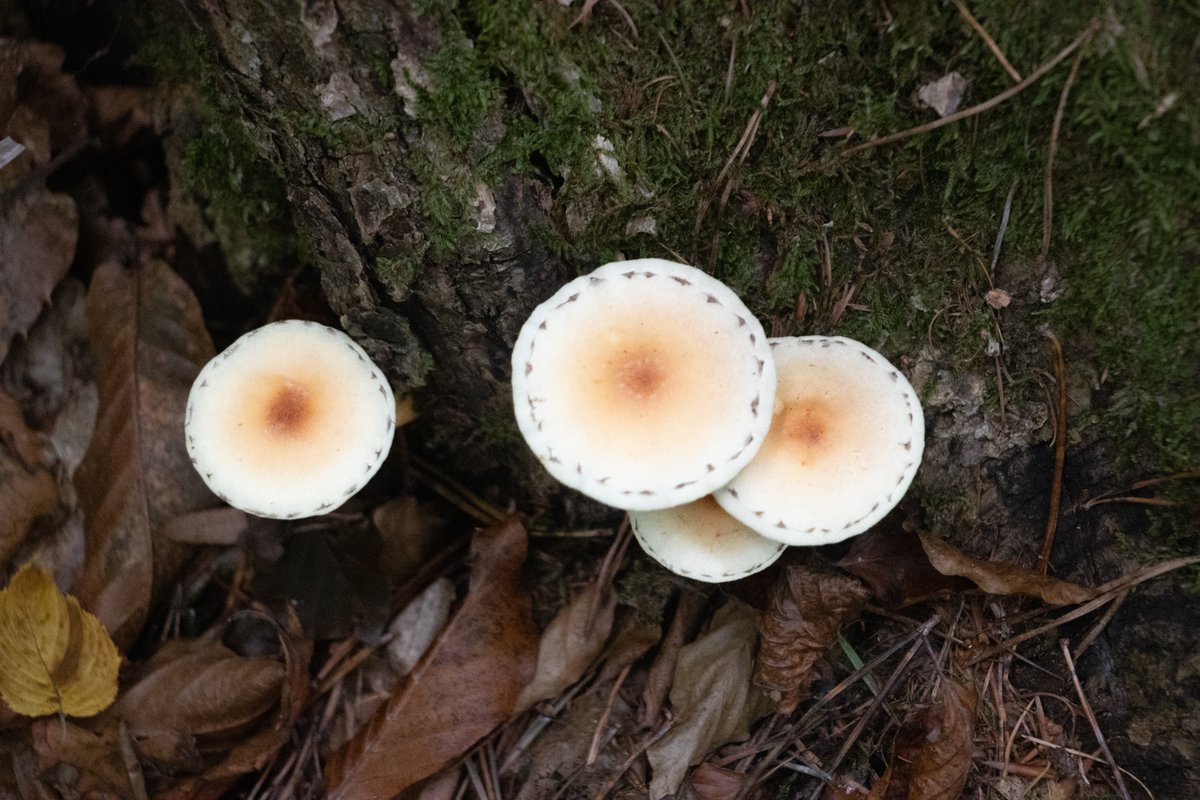 MacNevster's tweet photo. A great variety of fungi from the local forest today. #fungi #autumn #photography #fungifinds https://t.co/ohkFeUqm5d