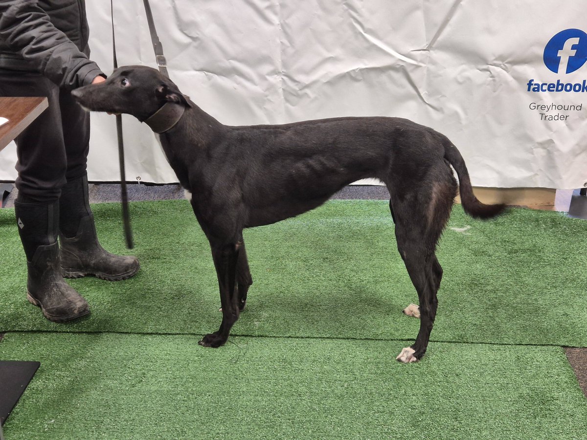 Lot 38 Droopys Cassia SOLD at £3500 ONLINE