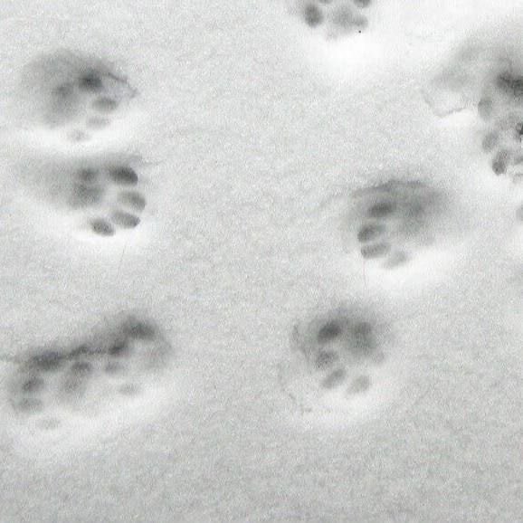lirasayshello's tweet photo. ,,[…] Chwilę później dołącza do niej Winter, która po krótkiej wymianie zdań z kuzynką, zerka prosto na mnie. Moge przysiąc, że jej policzki znów robią się czerwone, gdy nasze spojrzenia się spotykają.”

 ⋆𐙚₊˚ { #śnieżynkiNE } ⊹♡ https://t.co/VBA7mRNE74