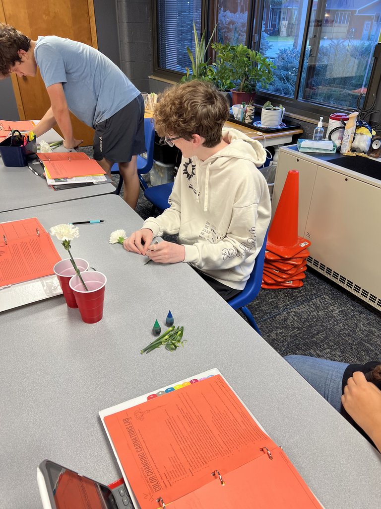 BertrandVikings's tweet photo. Plant science is learning all about plant parts. We started dyed carnations today to observe the flow of water up the stems.  We can see which colors move up the stem the fastest. https://t.co/fdwCWp5jpL