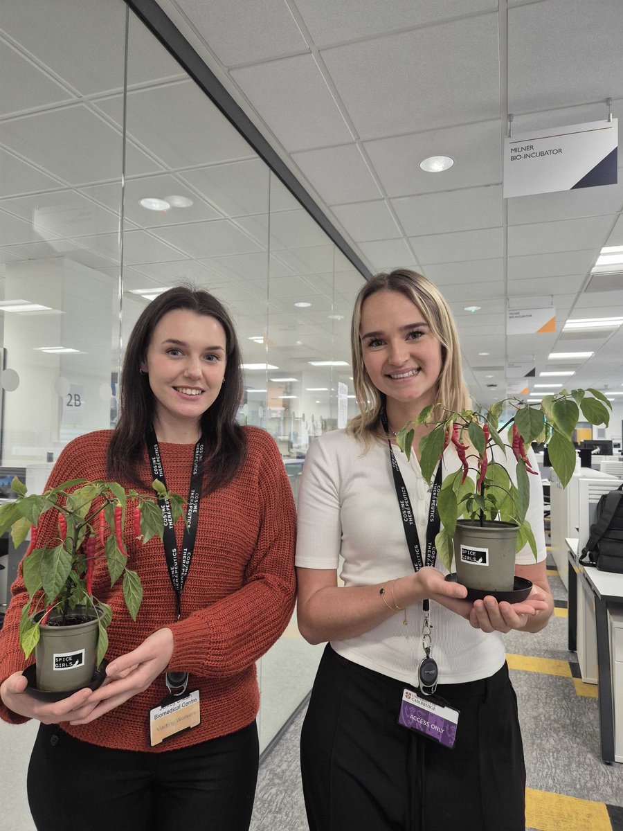 CoSyneTx's tweet photo. Winner winner chili dinner!  🌶️ 🏆 It turns out that brain cells aren’t the only thing we’re good at seeding…

Congrats to the experimental bio team in Cambridge who have taken out the JCBC chilli growing contest for most chilis on a single plant! https://t.co/KFBxNPXg06