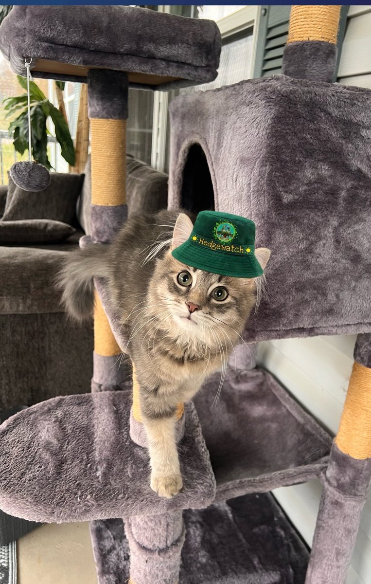 Gorillababe's tweet image. Out on da porch doin’ a #Catnip & #Meow shift dis morning fur my berry first official #Hedgewatch post 😻 A few minutes ago I protected my Hedges by eating a buggie 🪰 😳 Wishing all mine new fwends a wonderpaw Wednesday ❤️ #DogsOfTwitter #CatsOfTwitter
#Adopt