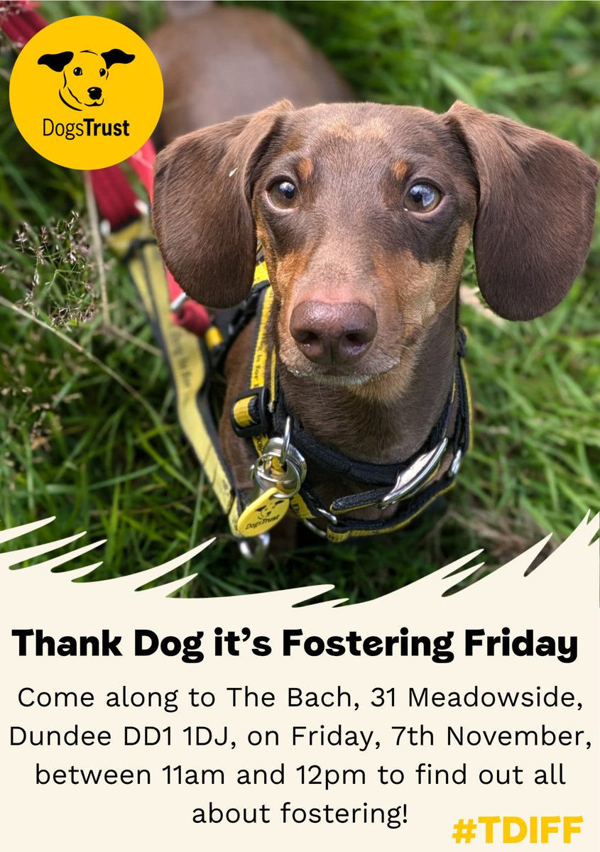 DT_Dundee_'s tweet photo. Thank Dog it’s Fostering Friday! 💛

Thinking about becoming a foster carer?
Come chat with us at The Bach Friday 7th Nov, 11am–12pm ☕🐶

Find out how you can help dogs in need while they wait for their forever homes 💛

#TDIFF #FosteringMatters #DogsTrustDundee #ADogIsForLife https://t.co/jGH25JaUbK