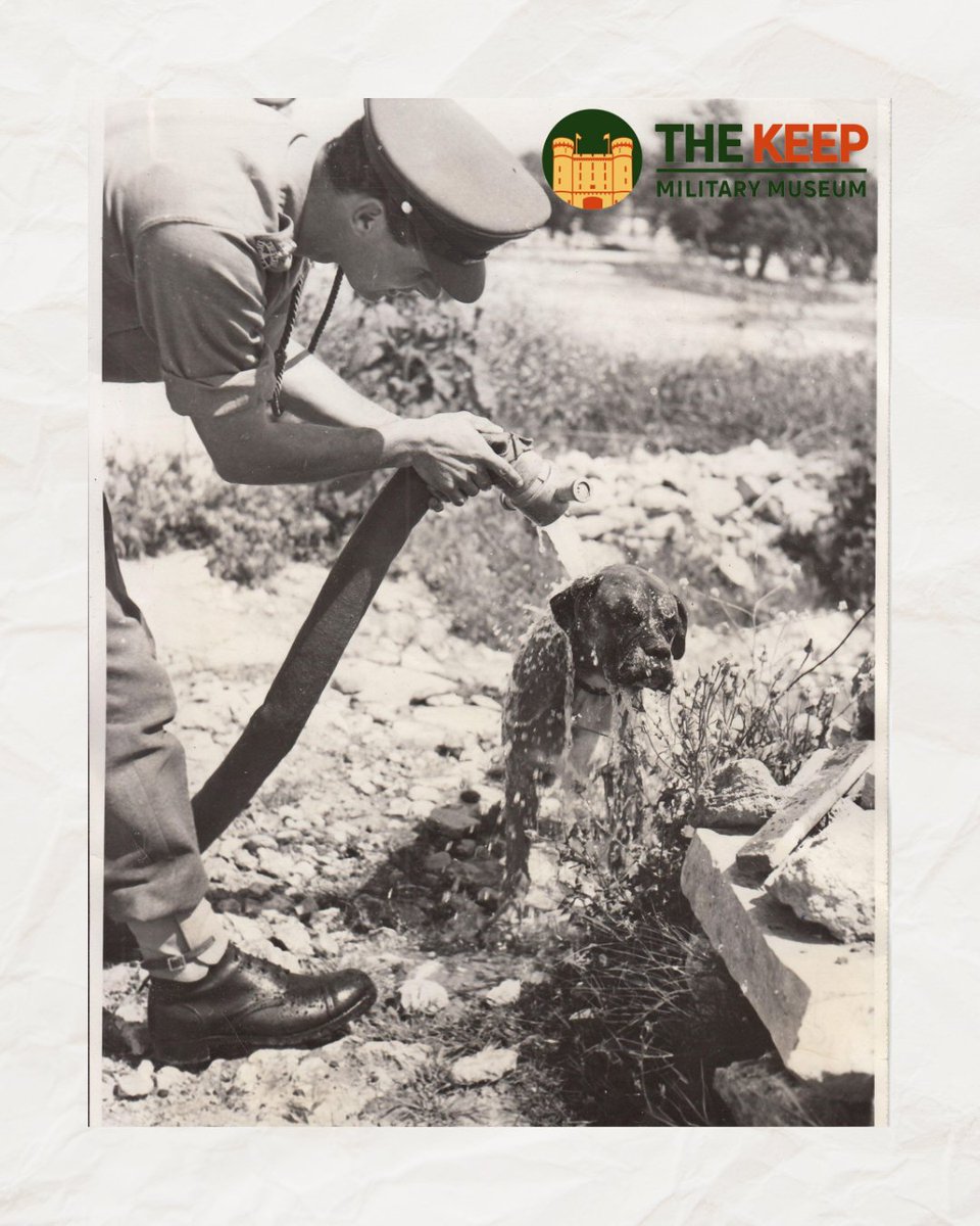 The Keep Military Museum tweet media