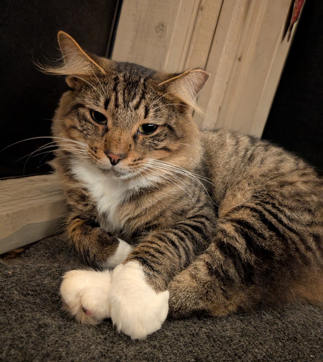 Losing two pets within a few months of each other, really does a number on one's emotions. Sorry for how absent I've been. Doesn't help that Bob who showed up, went to the vet last week... He's young, but he's FIV positive. So, still in the thick of my feels.