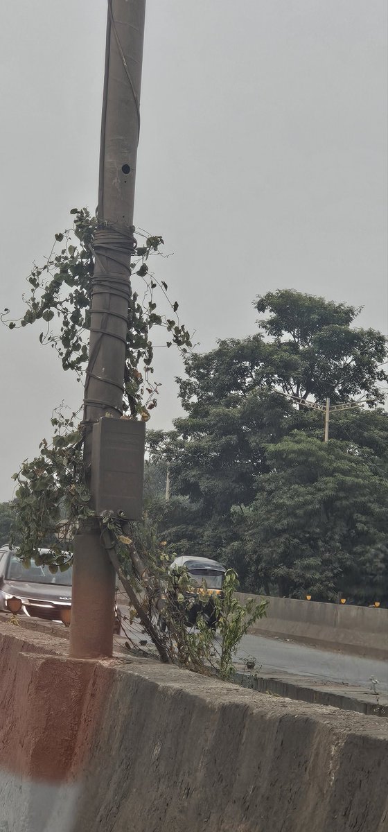 MeMumbaikar15's tweet image. Dear @MSRDCLtd @mybmc @mmrda pls check bridge condition on #eeh at ghatkopar,trees are growing and no on is bother to maintain bridges cc @CMOMaharashtra @ShelarAshish @KiritSomaiya @mieknathshinde