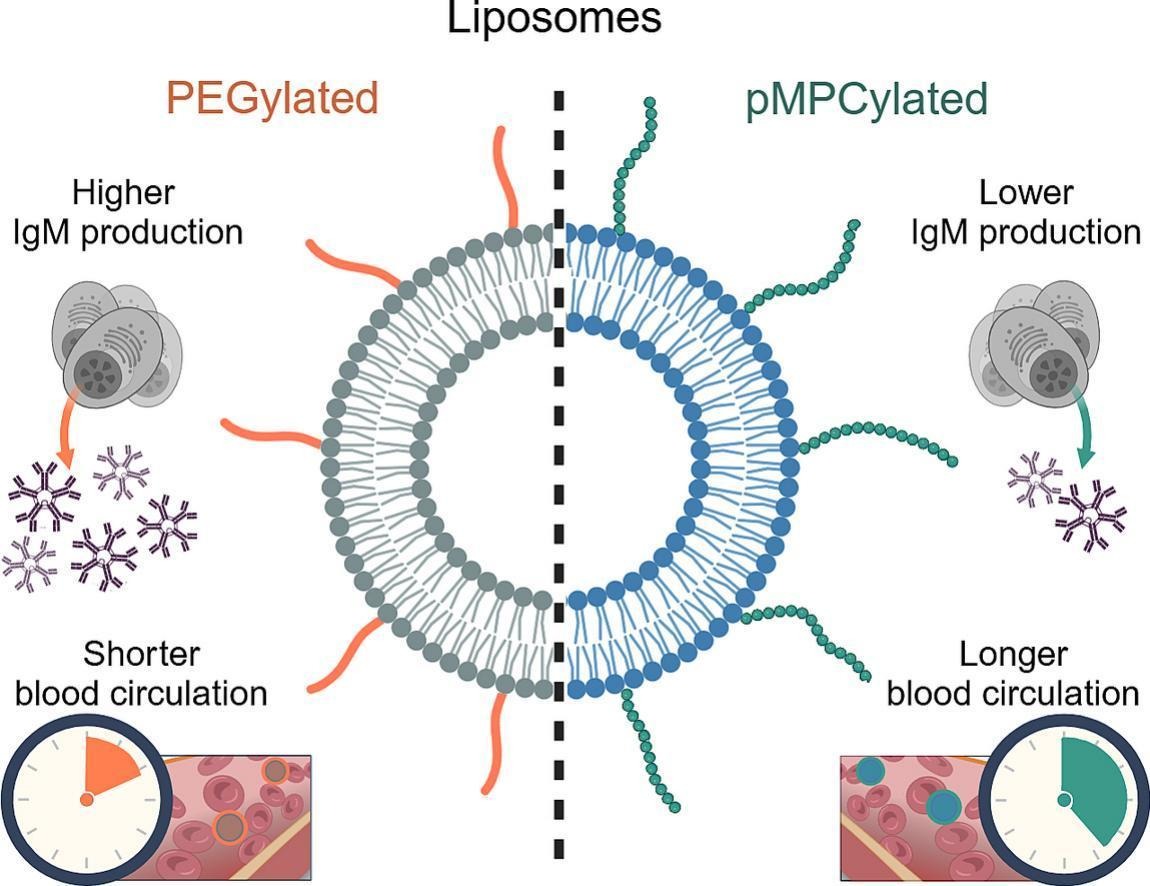 JCRnEDITORS's tweet photo. Polyphosphocholination of liposomic vehicles extends blood circulation, enhances cellular uptake, and lowers immunogenicity relative to PEGylation.
| Jacob Klein @WeizmannScience |
[Open Access]
#pegylation #liposome #immunogenicity 
https://t.co/BWqDBr9BUN https://t.co/NTgpDhpGQu