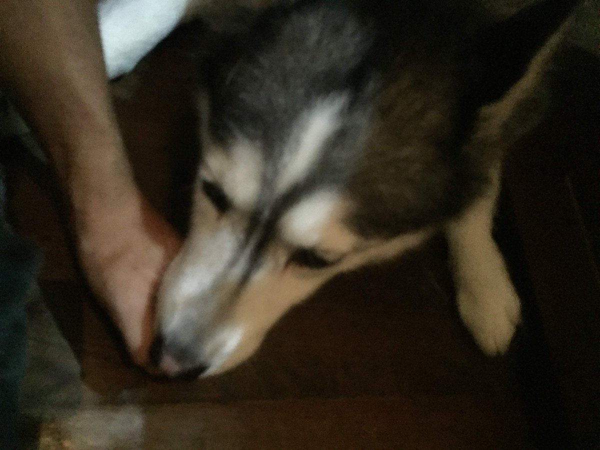 寒さを感じるようになるといつもより思い出す
また甘噛みされたい
あの幸せな時間は夢だったのかな