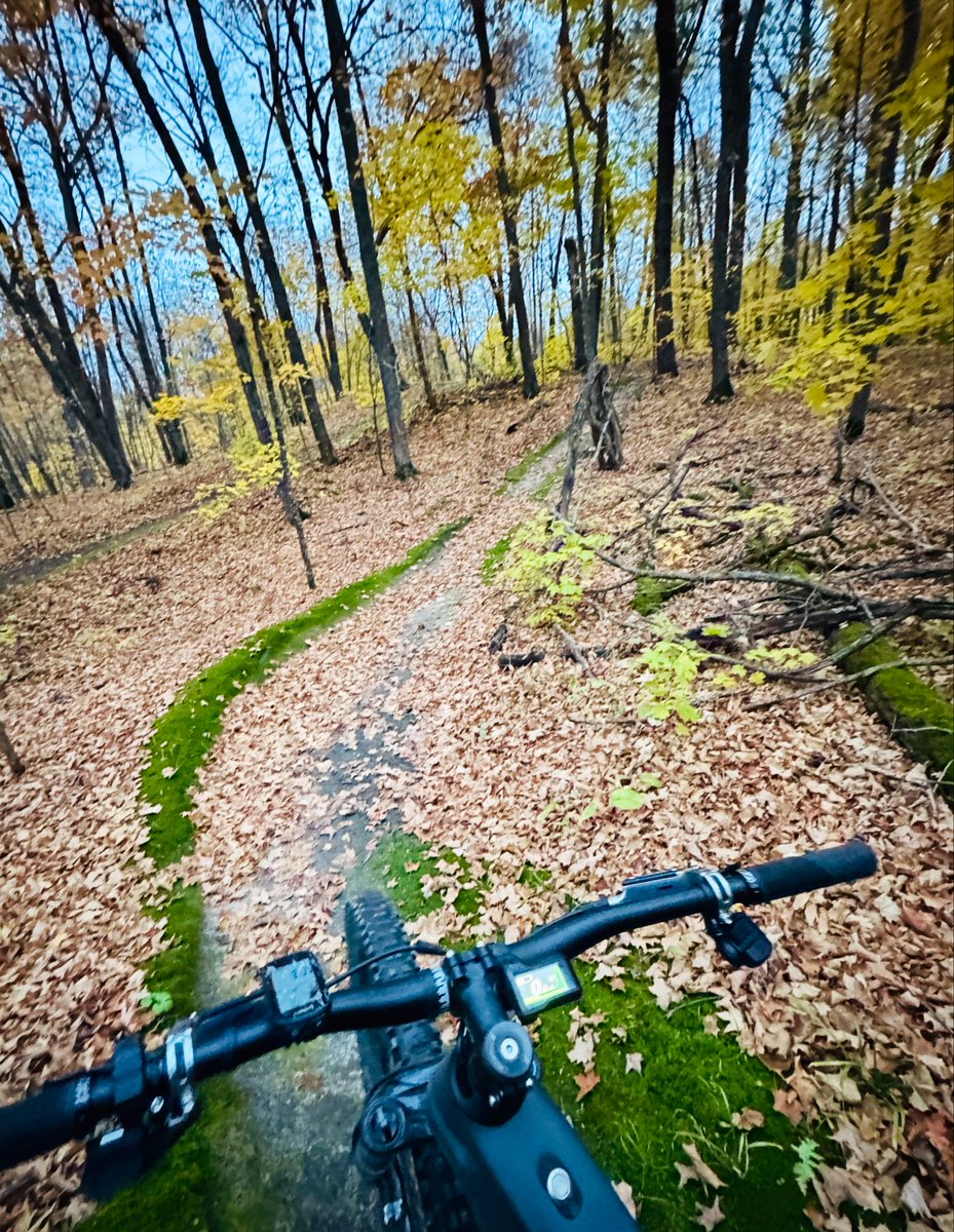 Laddies Loppet tweet media