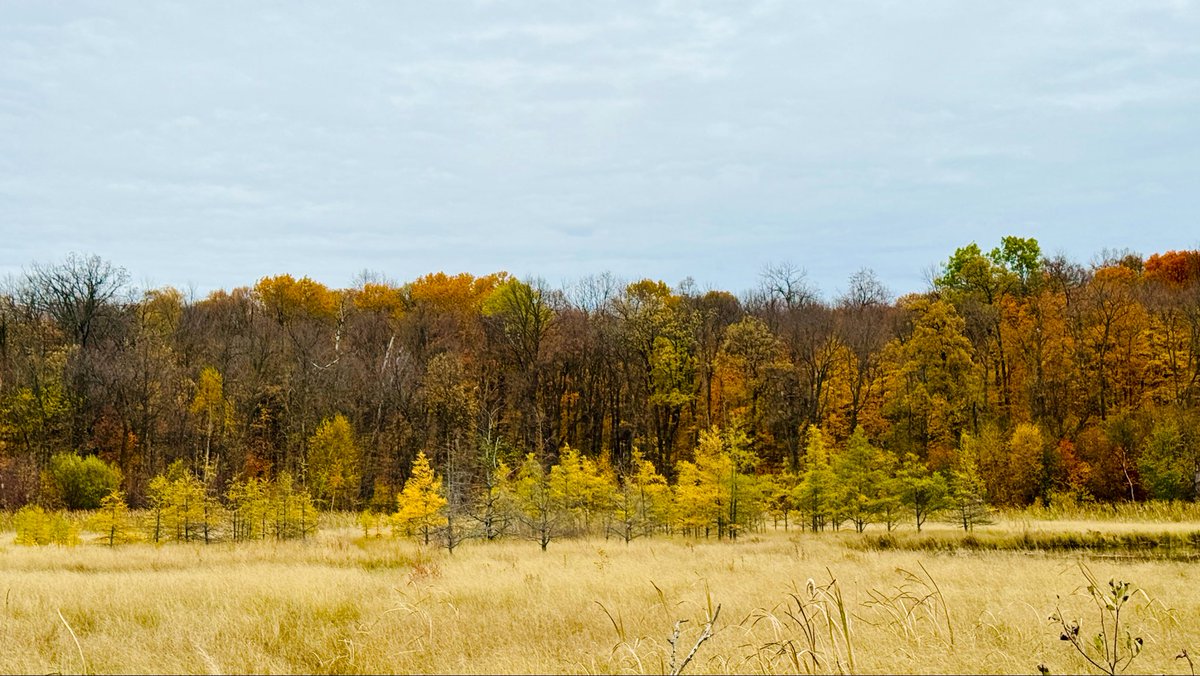 Autumn conditions. Rain Sunday turned dirt to hero status. No precipitation since. We are leaf blowing much trail as we can this week with most inner trails to be cleared by today. East loop Bullhead Bootleg and race loop Twin Lakes rolling good with scattered leaf covering.