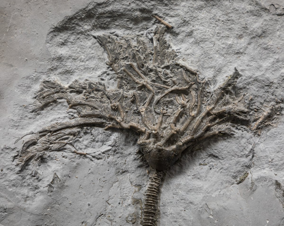 It's National Fossil Day &amp; Ohio is a great place for finding fossils! 🪨You may find brachiopods, corals &amp; trilobites. The Ohio Geological Survey has resources for exploring &amp; identifying fossils found in Ohio. See if you can find the elusive State Invertebrate Fossil, Isotelus.