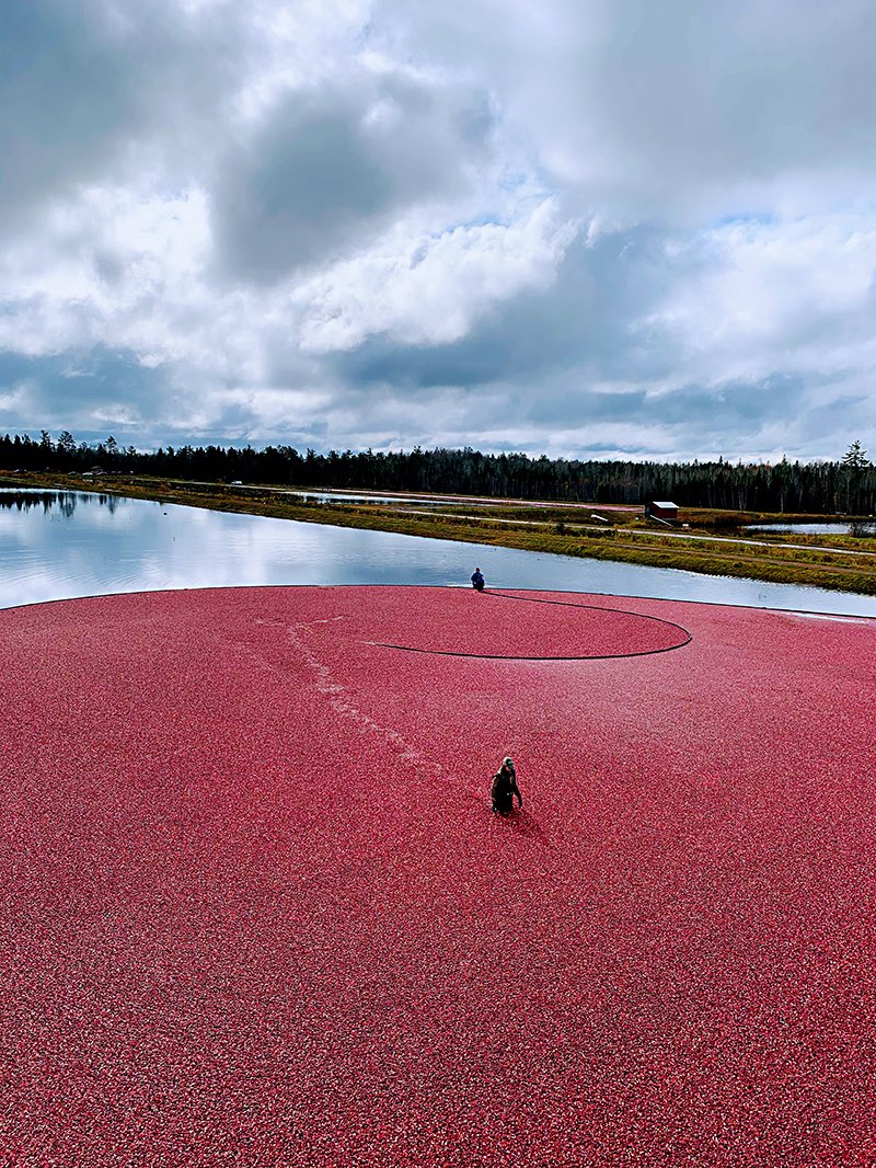PollipopCA's tweet photo. This year's cranberry harvest is complete. The beautiful, healthy cranberries look like red gemstones. Pollipop Cranberry &amp; Maple Candy combines pure cranberry juice with Canada Grade A Amber maple syrup for a unique and delicious taste. https://t.co/dkZ873X1rl