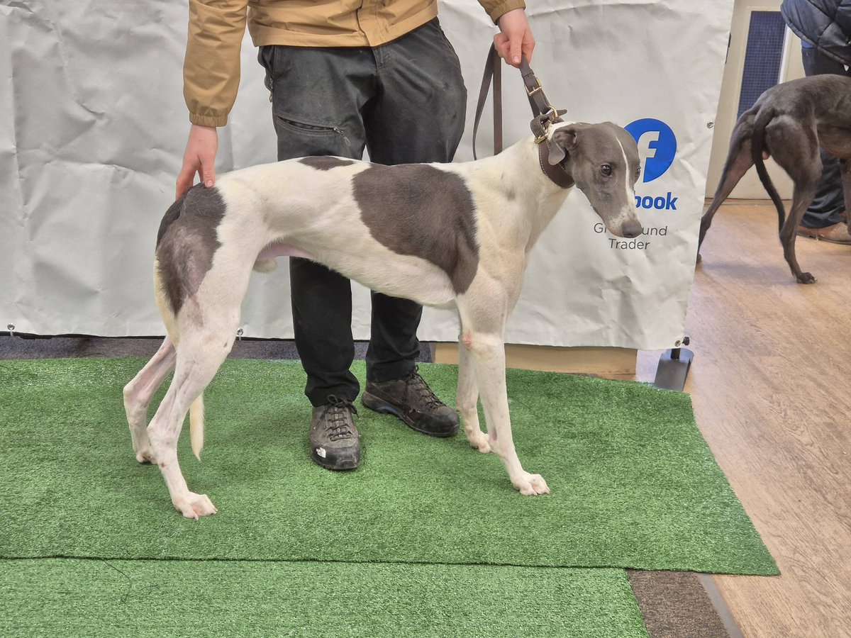 Lot 41 Unmistakable SOLD at £4900 ON THE PHONE