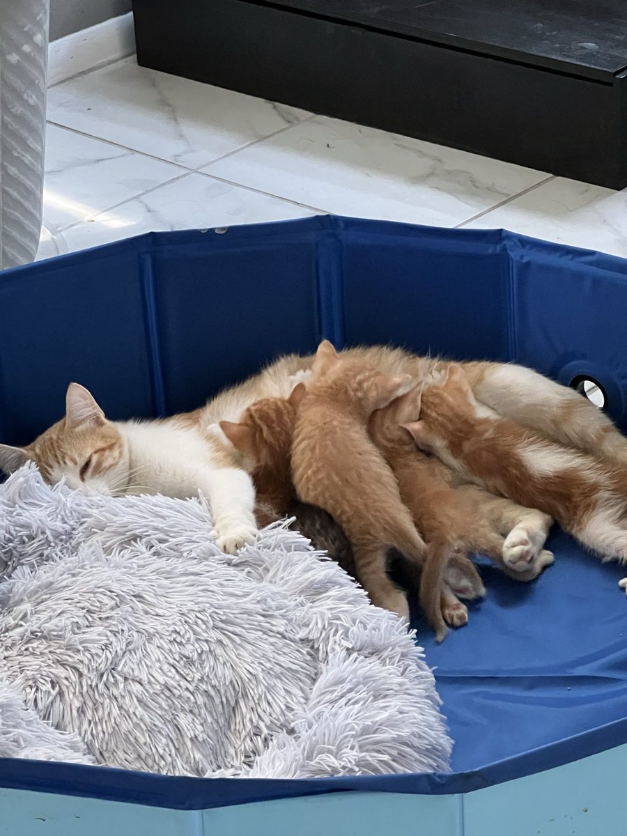 peppygoth's tweet image. been busy these past few days 🐈🍼