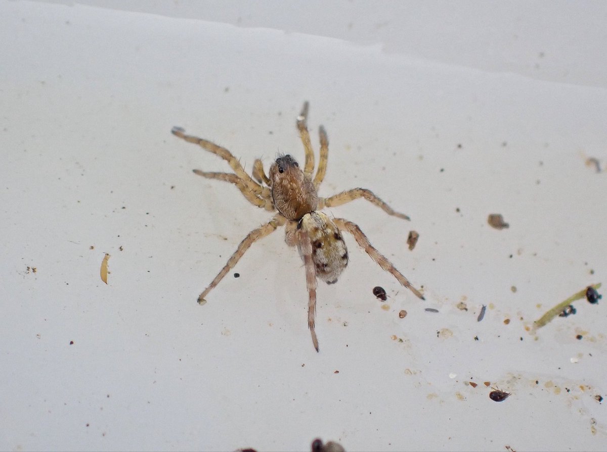 A couple of great coastal spiders in Holkham Dunes yesterday - the nationally scarce Dune Jumper, Marpissa nivoyi and Sand-bear Spider, Arctosa perita.