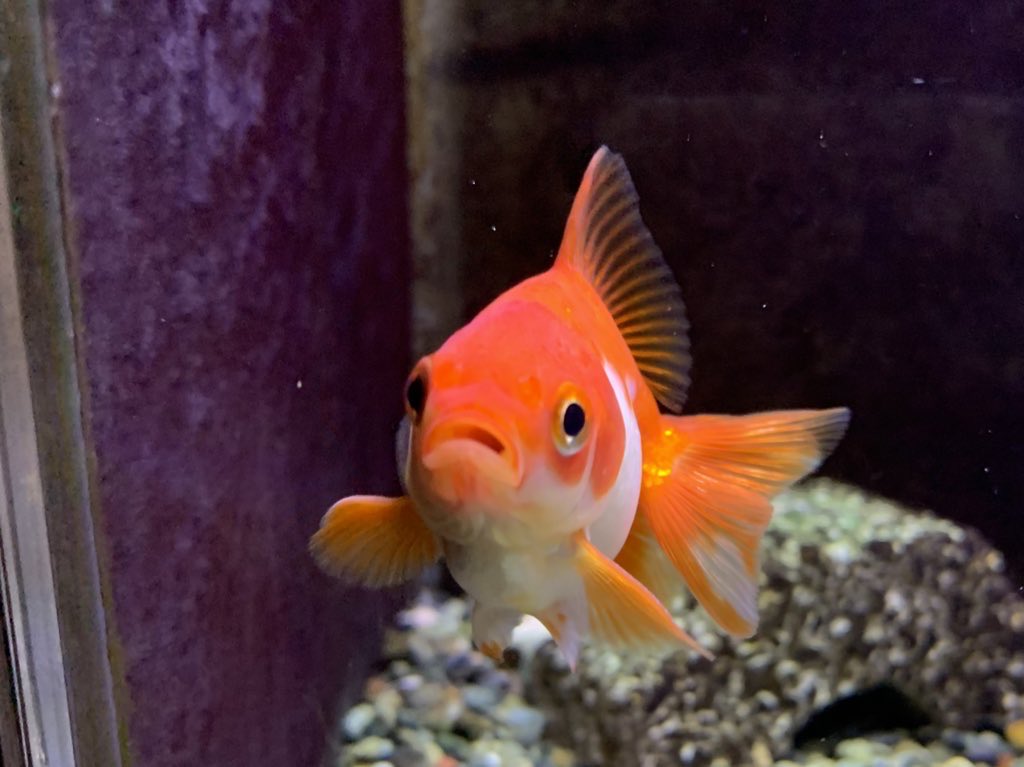 #金魚のお口かわいい選手権