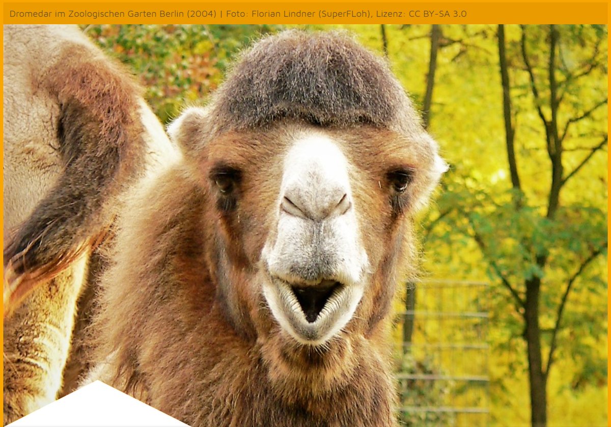 zoosmedia's tweet image. Der Circus Barnum wurde von PETA attackiert. Er hat aber gegen keine Gesetze oder Auflagen verstoßen. Das Veterinäramt bestätigte, dass es den Tieren gut geht 👉 zoos.media/medien-echo/pe…

#circusbarnum #dromedare #peta 🦓