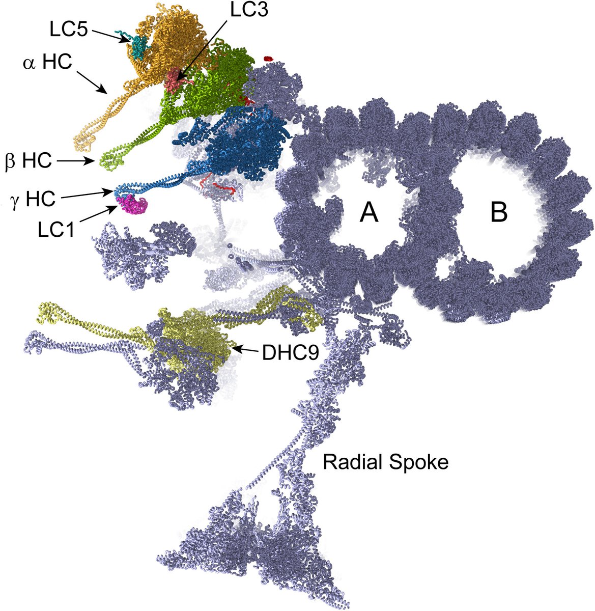 CytoskelJournal's tweet image. #Dynein fans, we've got a wonderful #OpenAccess  #review #article for you in #CYTOSKELETON! "Post‐LECA Origin and Diversification of an Axonemal Outer Arm Dynein Motor" . You'll find it here: onlinelibrary.wiley.com/doi/full/10.10…