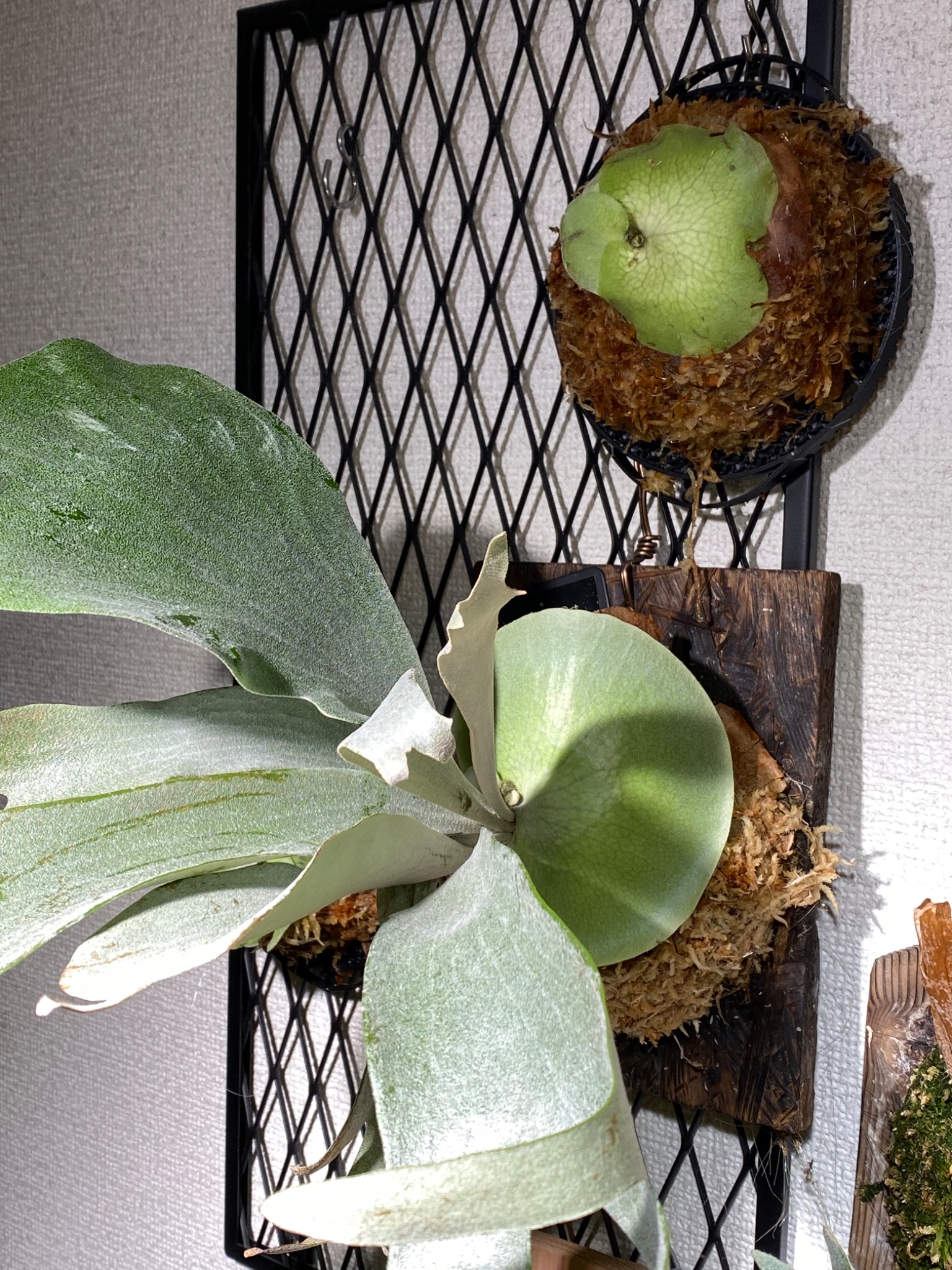 黝鷹司@DF(両日）F-271-274（うにかじき） on X: 