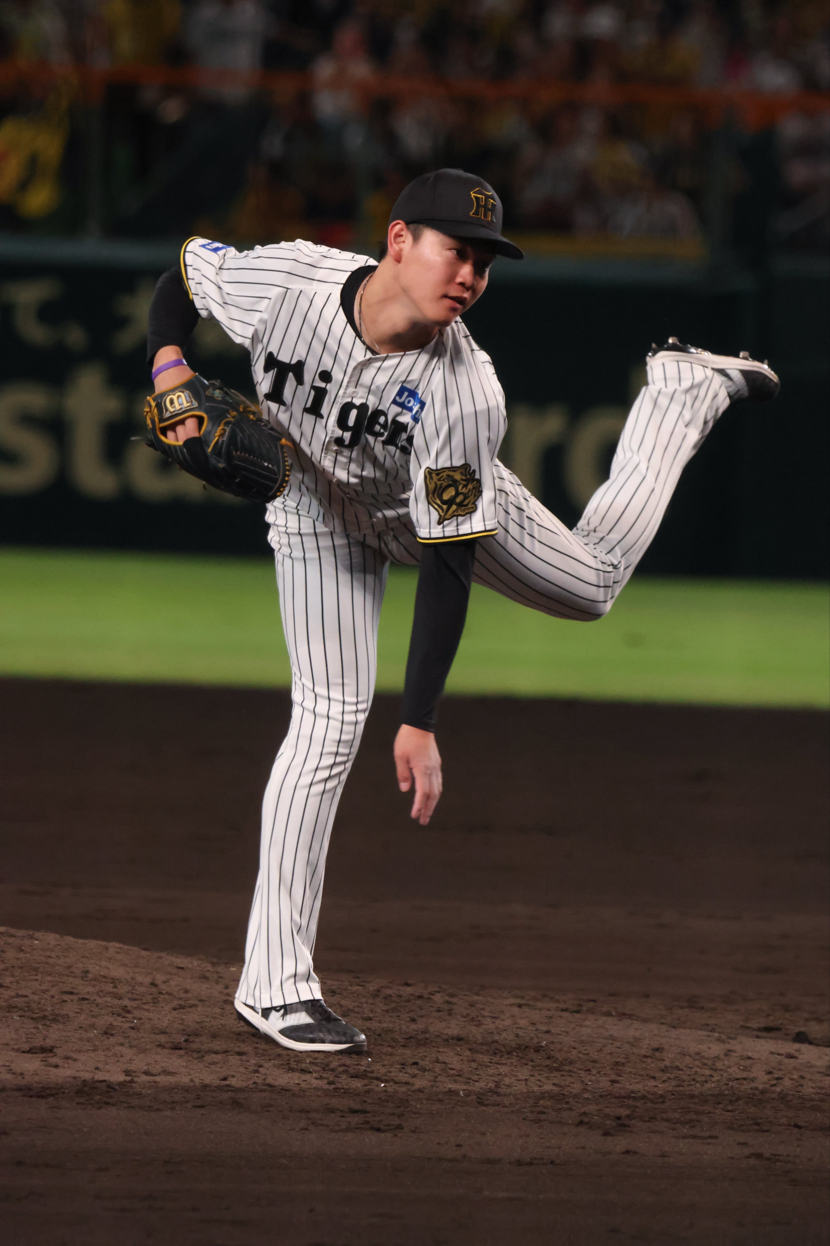 本日9/27値下げ！美形！早い者勝ち！ドルステニア ギガス 大株 Yahoo