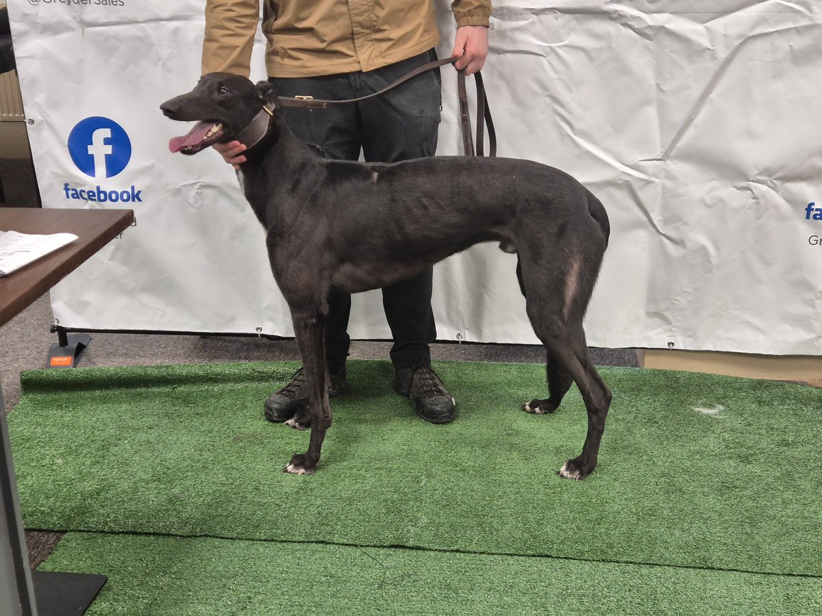 Reserve C Diligently SOLD at £5100 IN THE ROOM