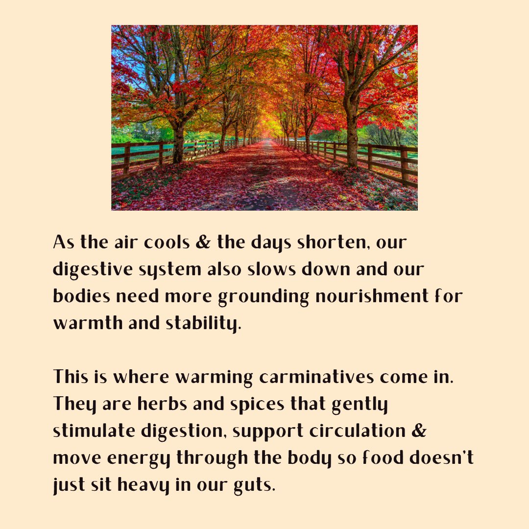 Chillsworld_'s tweet image. heres some herbal education on digestive support for fall! gonna work on my substack post thatll go more in depth &amp;amp; share as soon as i can 🫶🏾 

#healwithchill #fallherbalism #digestivesupport