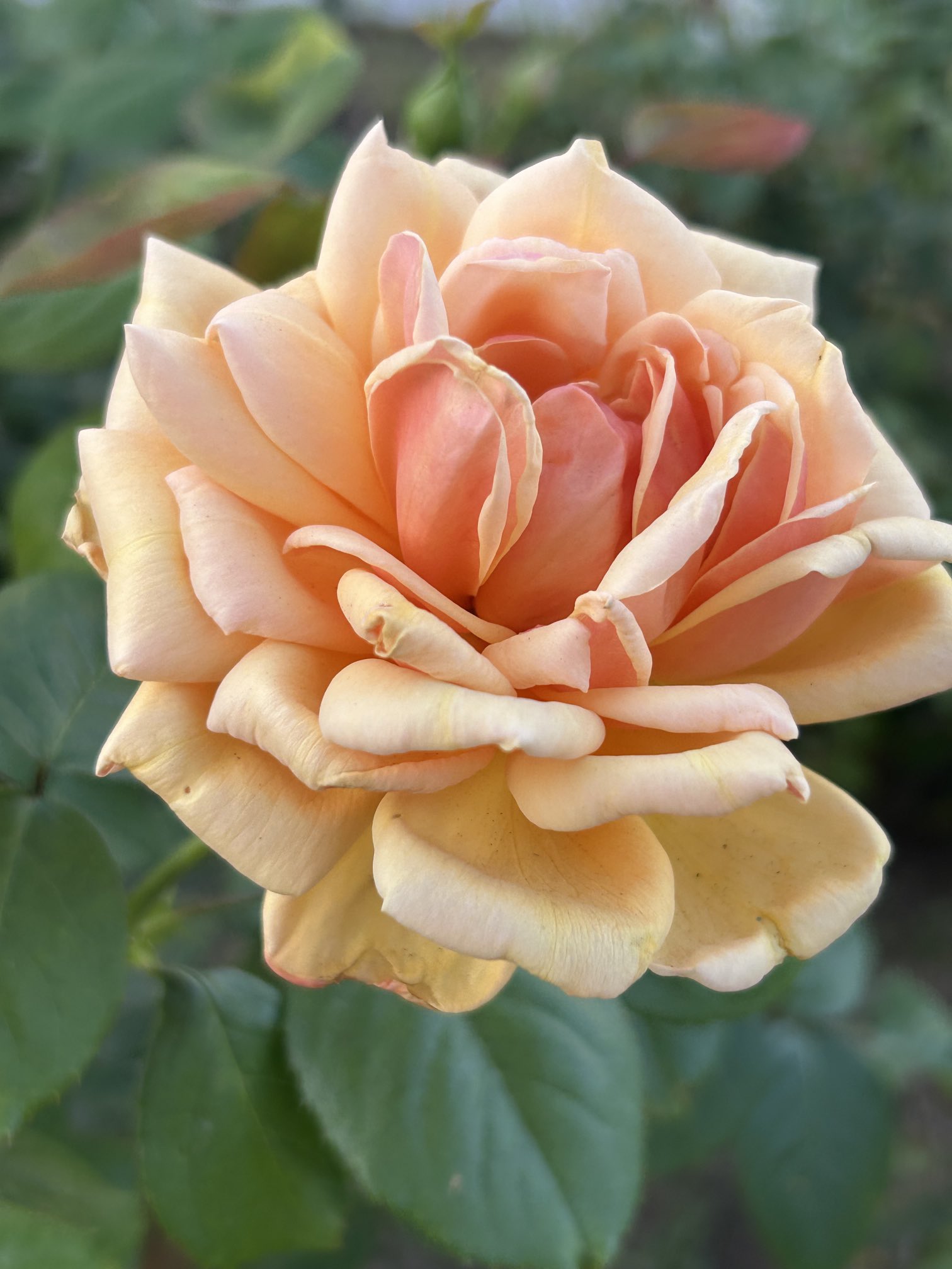 バラの花冠 アンシャーリー👩🏻🦰❤️🌈🍀 on X: