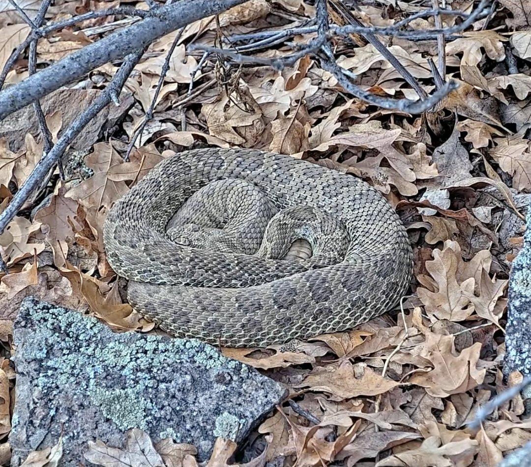 Cozy autumn rattlesnake 

Watch live while you still can, at Rattlecam.org
