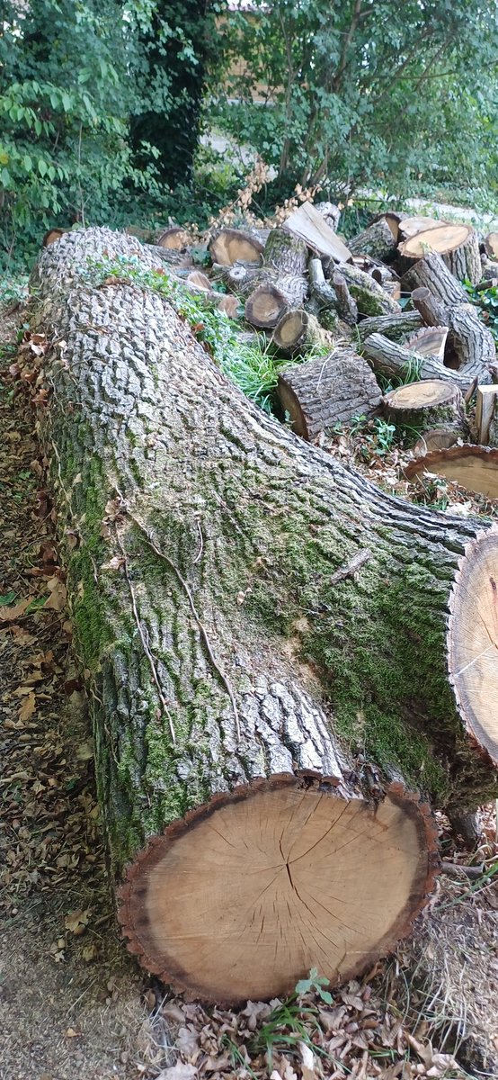 Après la sculpture "l'arbre de vents" réalisée cet été à <a href="/VilledEvryCourc/">Ville d'Évry-Courcouronnes</a>  <a href="/grandparissud/">Grand Paris Sud</a>   je viens de terminer une nvelle valorisat° d'arbres en sculpture +banc.  C'est une commande du <a href="/CEAParisSaclay/">CEA Paris-Saclay</a> site d'Évry-Courcouronnes 91, dans une parcelle boisée au pied des bâtiments.