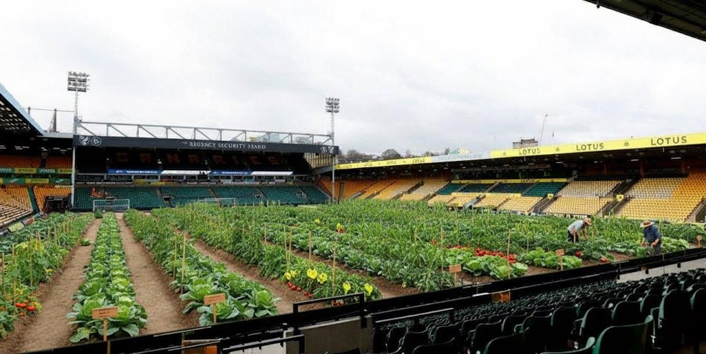 SammieDI80's tweet image. Lets just sack the football off and have the biggest vegetable patch in the EFL
